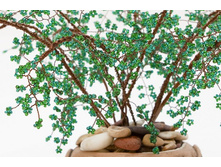 ������ ������