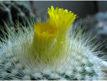 Parodia aff. chrysacanthion 22.03.2012