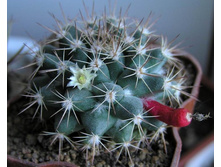 Mammillaria bocensis 01.04.2012