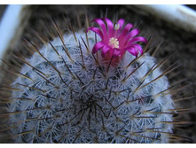 Mammillaria sp. OBI 01.04.2012