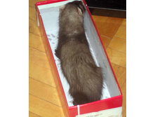 ������� ��-��� �������� ���������