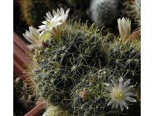 Mammillaria wildii 17.04.2012