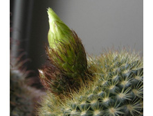 Parodia aff. concinna 19.04.2012