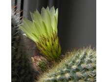 Parodia aff. concinna 20.04.2012 morning