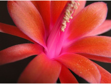 Matucana krahnii 08.05.2012