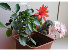 Rebutia narvaecensis & Matucana krahnii & Murraya paniculata 08.05.2012