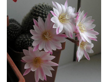 Rebutia narvaecensis 08.05.2012