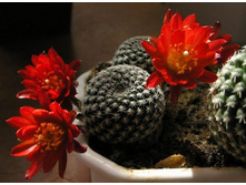 Rebutia heliosa var. condorensis 12.05.2012