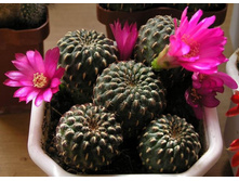 Sulcorebutia sp. (heinzii?) 12.05.2012