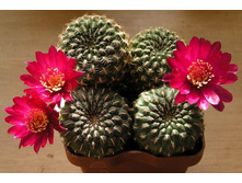 Sulcorebutia heinzii JK153 12.05.2012