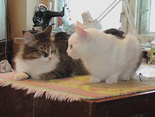 ������ � �������