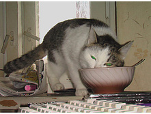 ��������