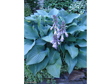 ����� ������� �������� �������, ������ ������ � ���������� ����� �������)