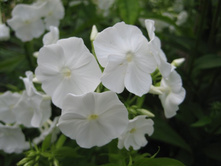 ������� ���