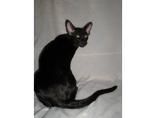 ���� ������-�����