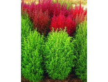 ����� ������ ����.jpg