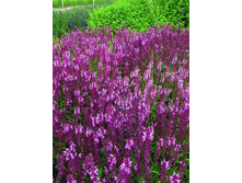 ������ ������� ��������.jpg