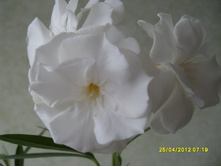 ����� �������