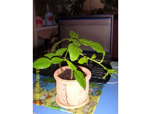 �������� ����