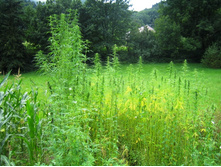 ������� � ����� �����������