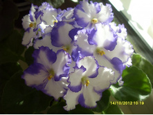 ������������ ���� - Linda