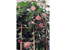 ����� 013.jpg