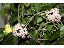 ����� 005.jpg