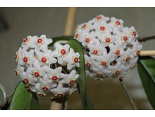 ����� 008.jpg