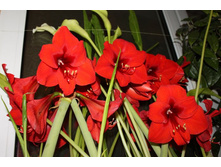 ����� 008.jpg