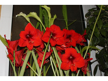 ����� 007.jpg