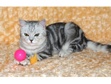 ��� ��������)