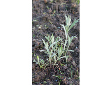 ������ ��������