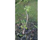 ������������ ����