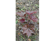 ������� ��������� �����.