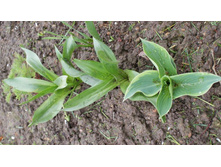 ��� ��� � ���� ������ ����� � ������?