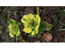 ���������� �������������