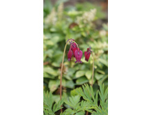 �������� ��������������