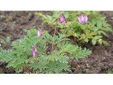 �������� ��������������