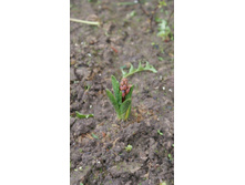 ������� ��������