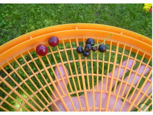 ������ ����