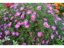 ����������� �����