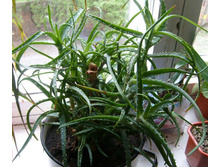 ���� �����������.