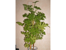 �������� ������. ������ ������.