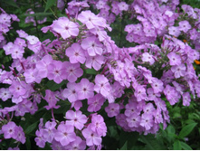 �����, ����� ������, ��������� � ���� � ���ԣ� �ӣ ����.