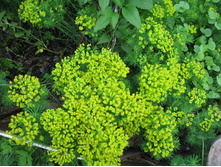 ������� ����������� ��������