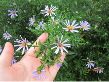 ����������� ������� 