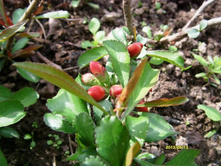 ���� ������.JPG