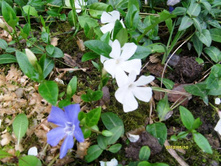 �������� �����.JPG