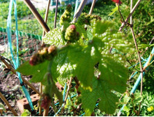 �������� ��������.JPG