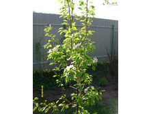 ����� ����������.JPG